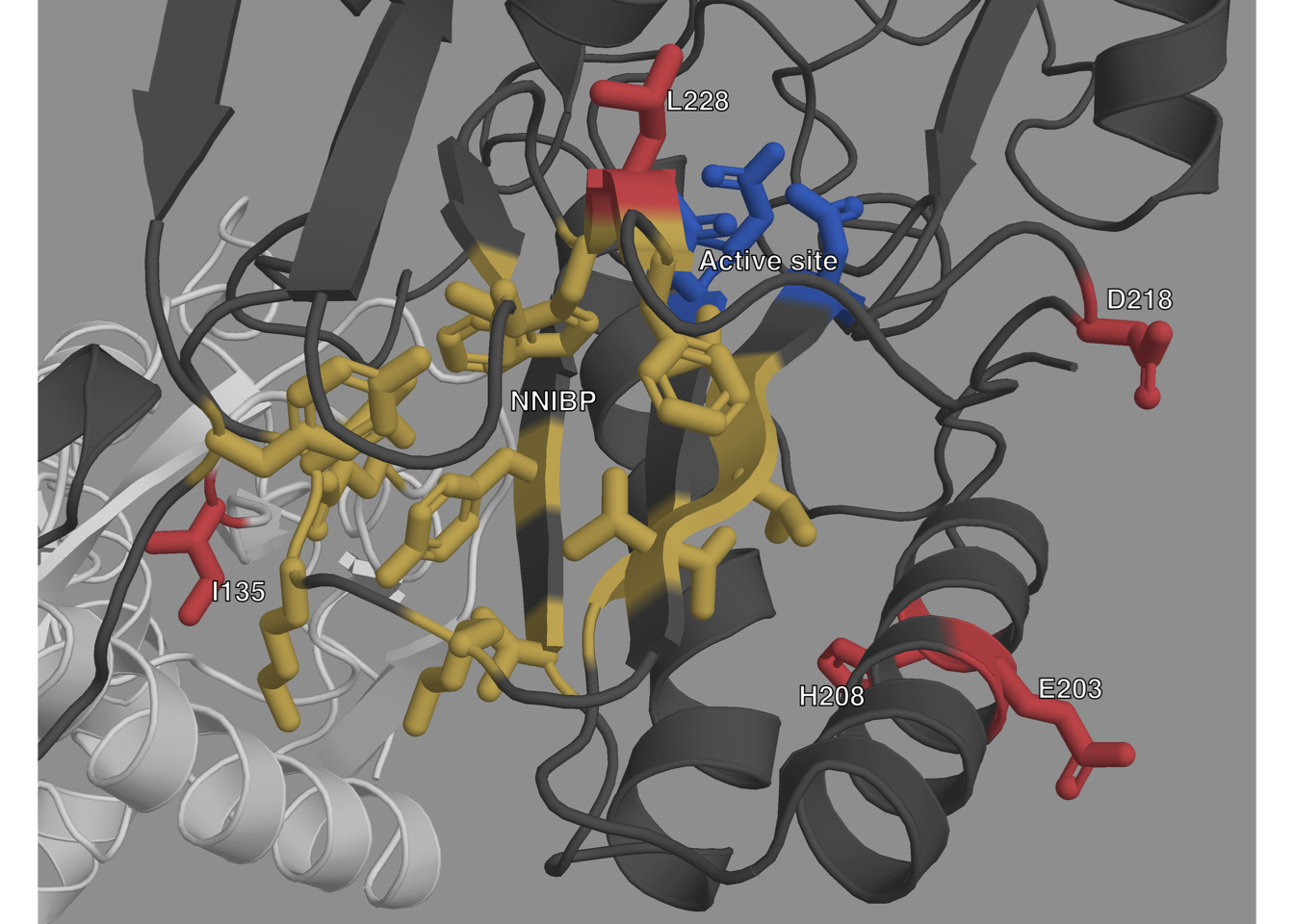 **Structure of HIV-1 RT with highlighted important sites.**  
The p66 subunit is colored dark gray and the p51 subunit white. The active site
is highlighted in blue, and the NNIBP is highlighted in yellow. The
sites of new mutations are colored in
red.