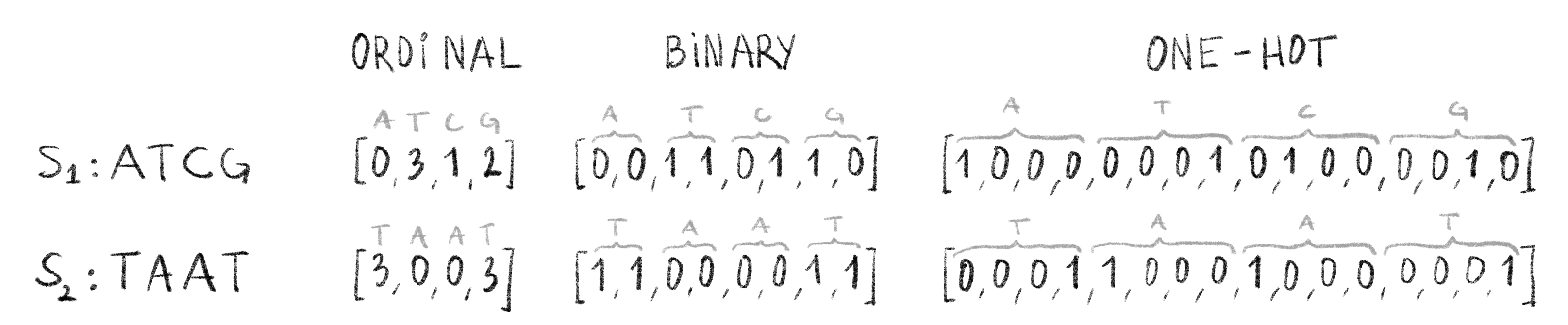 **Example of 3 general categorical encoding schemes.**  
Two sequences, `ATCG` and `TAAT` are shown encoded in three different encoding schemes: ordinal, binary and one-hot encoding. In the ordinal encoding, each character is assigned an integer value, here A=0, C=1, G=3 and T=4. In the binary encoding, these integer values are encoded with 2 bits. In the one-hot encoding scheme, a character corresponds to a sparse vector indicating which level of the variable is present: here A=[1,0,0,0]. Ordinal encoding preserves the dimension of the sequence while binary and one-hot encoding result in vectors with a bigger dimension than the original sequence. 
