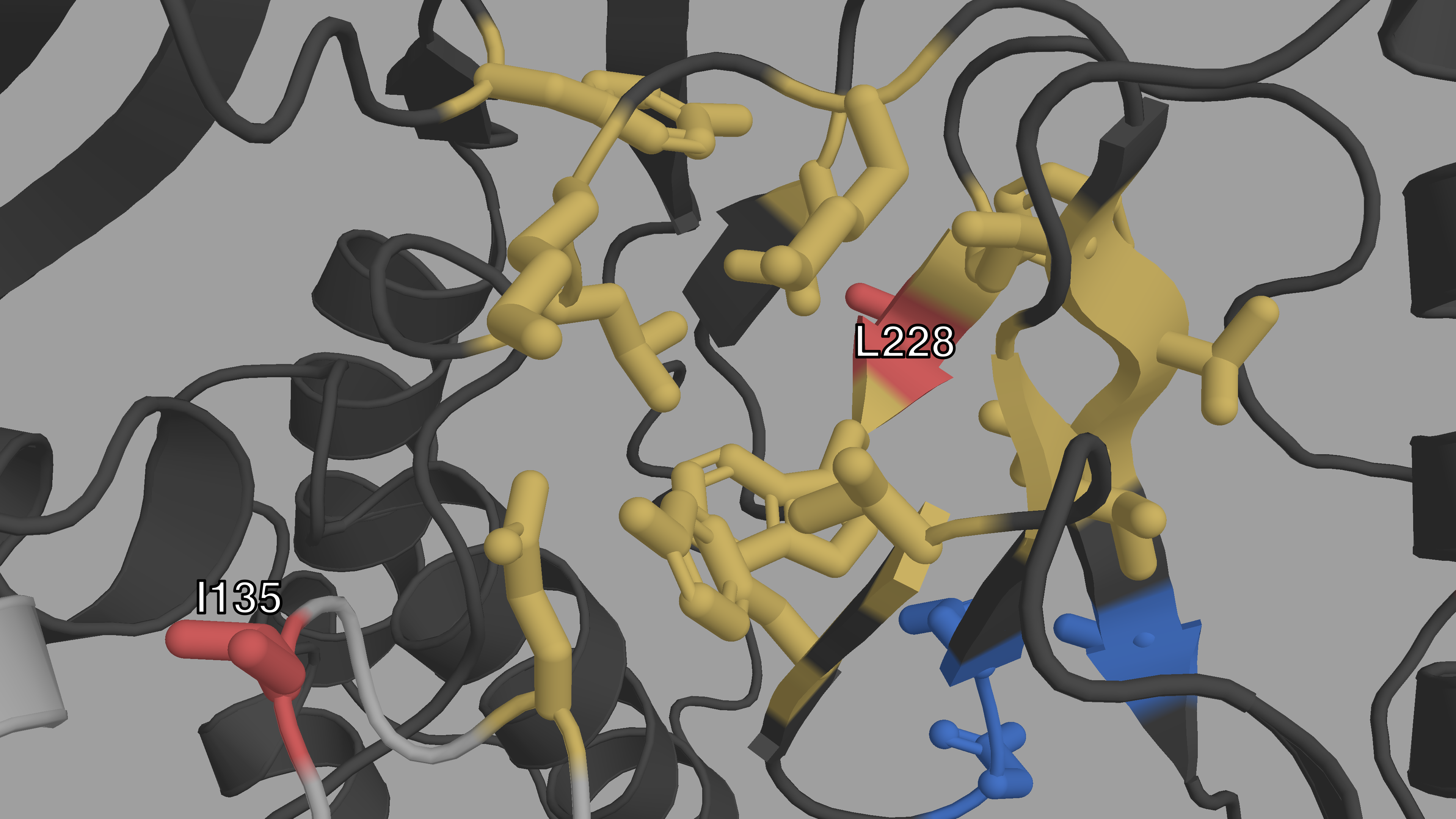 **Closeup structural view of the entrance of the NNIBP of HIV-1 RT**  
The p66 subunit is colored in dark gray, the p51 subunit in light gray. The
NNIBP is highlighted in yellow. The active site is colored in blue. We
can see the physical proximity of I135 (red) to the entrance of the
NNIBP. We can also see how L228 (red) is between 2 AAs of the NNIBP.