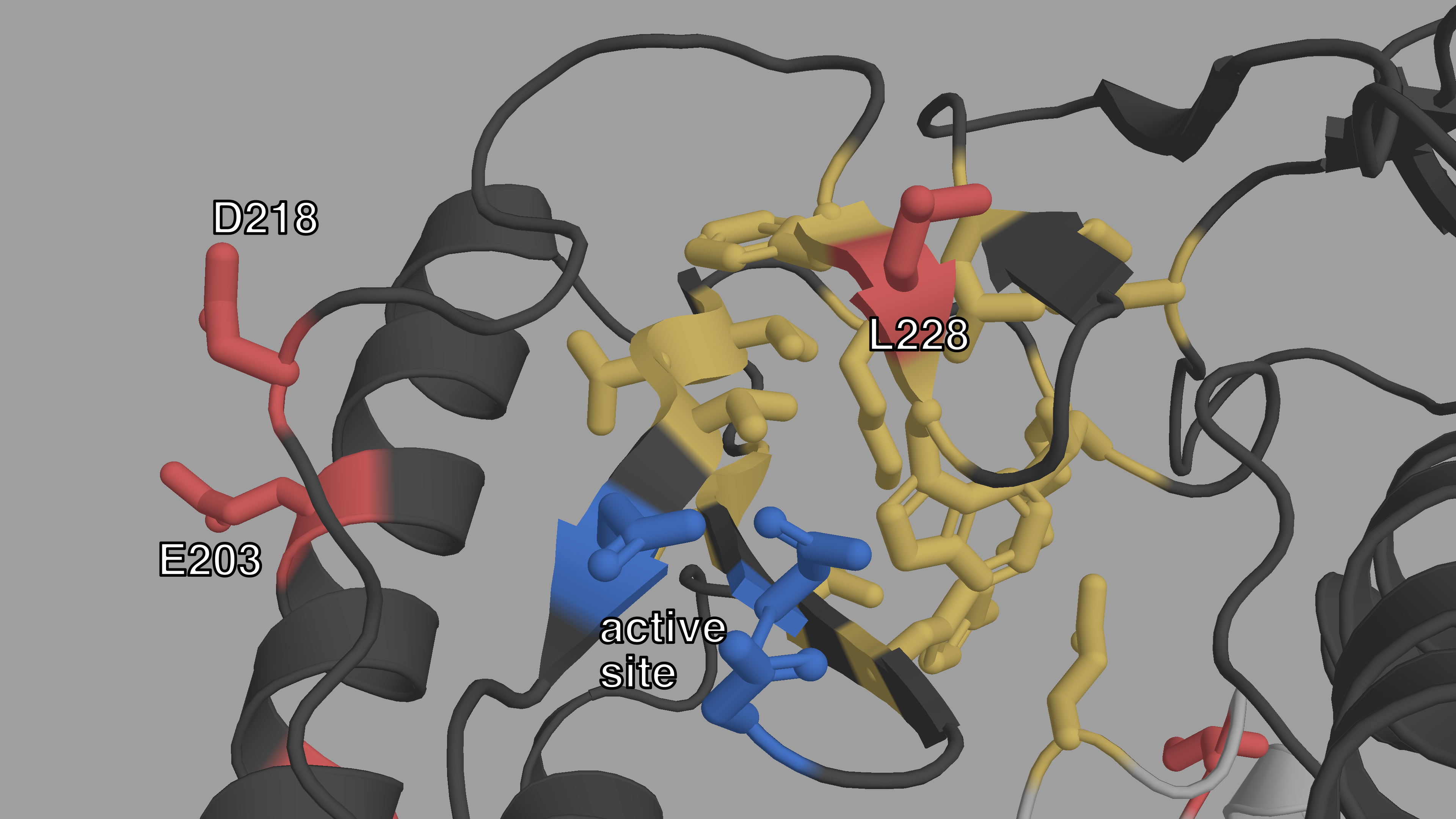 **Closeup structural view of the active site of HIV-1 RT.**  
The p66 subunit is colored in dark gray, the p51 subunit in light gray. The
active site is highlighted in blue. The NNIBP is colored in yellow.
L228, E203 and D218 (red) are also very close on either side of the
active site.