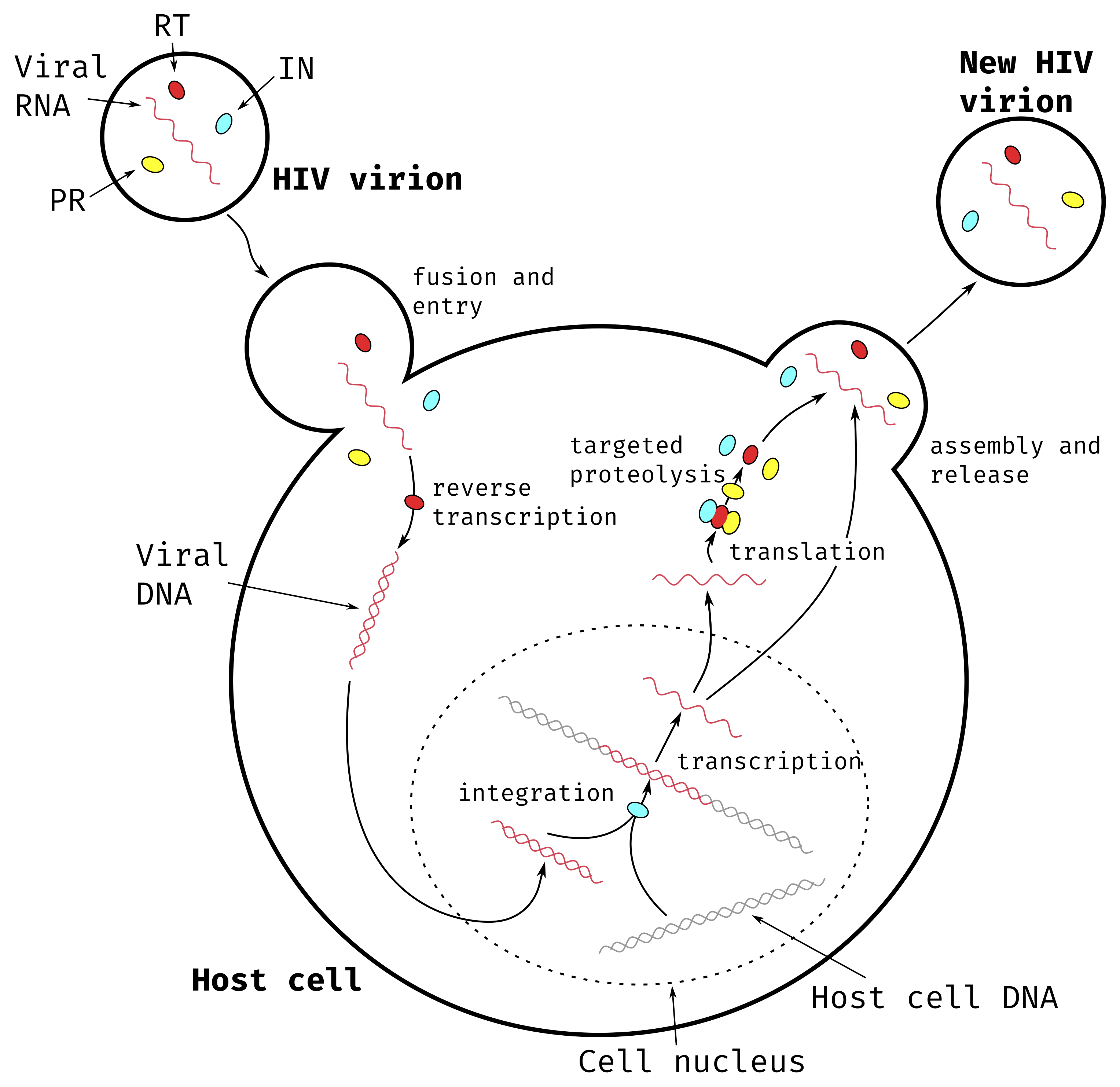 **Main steps of HIV-1 replication cycle.**  
The HIV virion contains viral RNA and three essential proteins: Reverse Transcriptase (RT) represented in red, Integrase (IN) represented in cyan and Protease (PR) represented in yellow.
