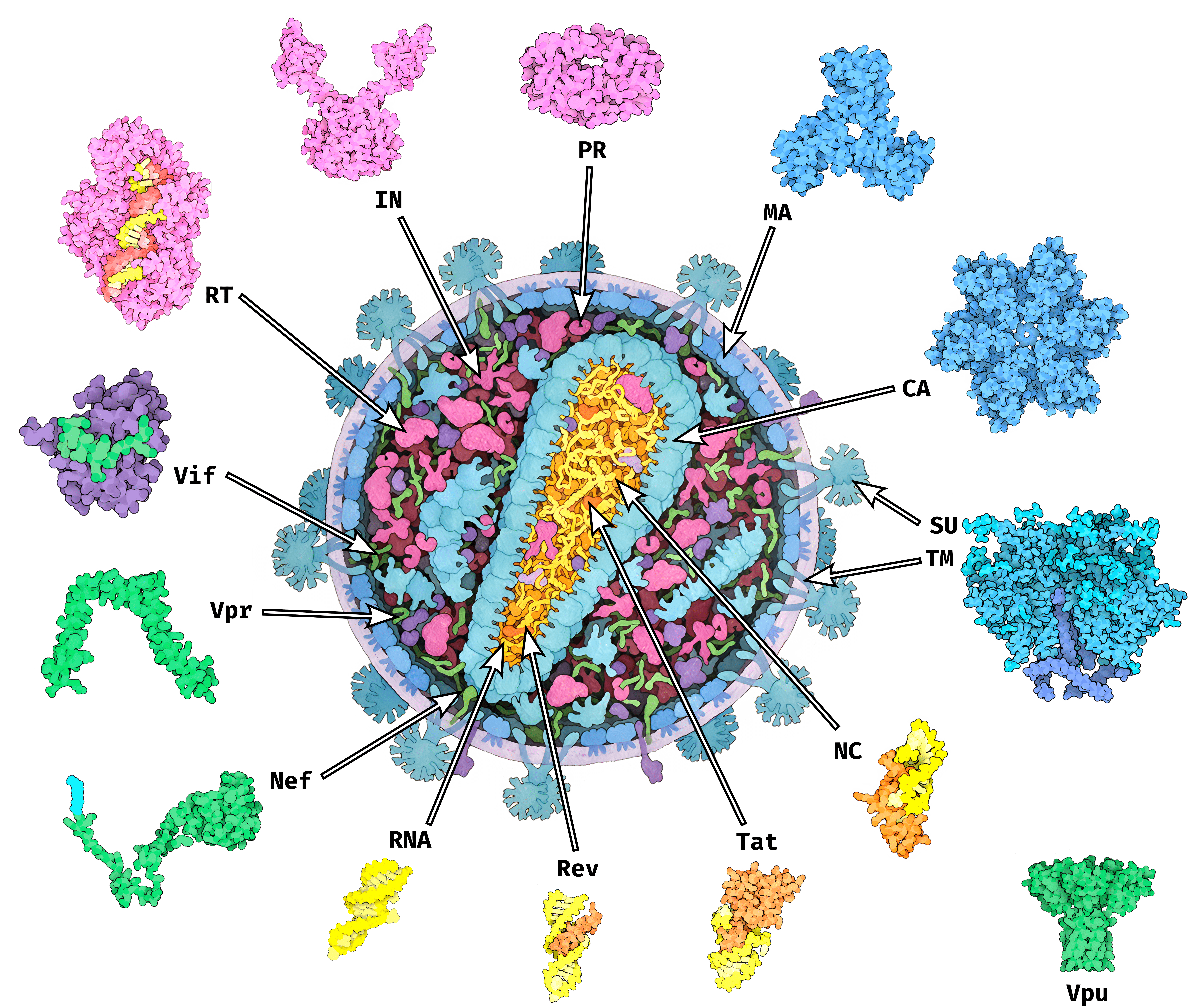 **Structure and main components of a mature HIV-1 virion.**  
Structural proteins MA, CA, SU and TM are represented in Blue, functional enzymes RT, IN and PR in pink, RNA binding proteins Rev, Tat and NC in orange and accessory proteins Vif, Nef, Vpr and Vpu in green. Viral RNA is shown in yellow. The phospholipd membrane of the virion is shown in a light purple color. The p6 protein is not represented as it is largely unsctructured. Vpu is not believed to be present in the HIV virion.  
Figure adapted from PDB101 [@zardeckiPDB101EducationalResources2022] ([PDB101.rcsb.org](https://PDB101.rcsb.org), *CC By 4.0 License*, detailed list of structures used available in Appendix \@ref(HIV-intro-appendix)).