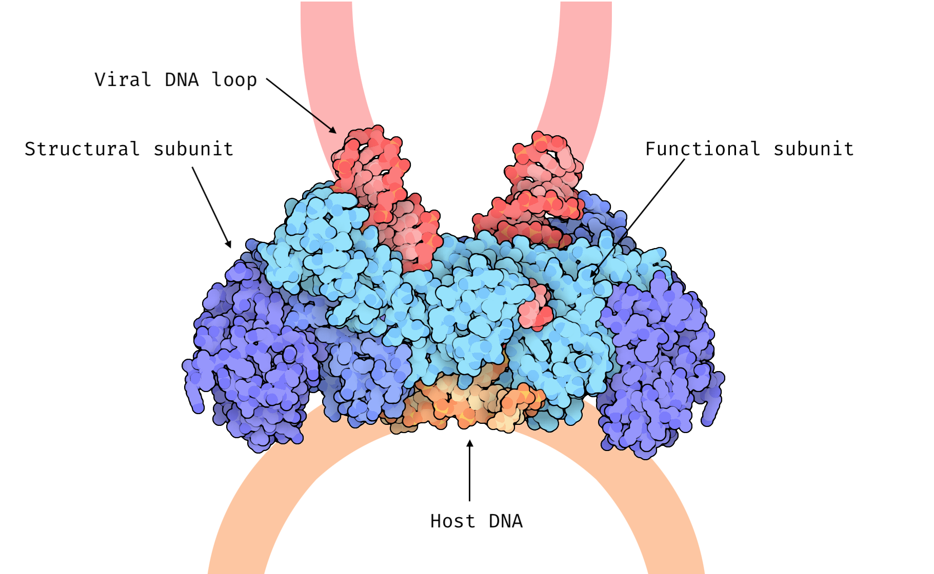 **3D structure of an Integrase.**  
This Integrase tetramer is binded with viral (red) and host (orange) DNA, linked to the two light blue functional subunits via the C-terminal domain. The active site formed by the the catalytic cores of the two functional subunits *(not visible in this representation)*, is where the strand transfer reaction will take place. The two dark blue IN subunits have a structural role. 
This figure was adapted from the PDB 101 molecule of the month Integrase entry by David S. Goodsell and the RCSB PDB ([pdb101.rcsb.org/motm/135](https://pdb101.rcsb.org/motm/135)) with a CC By 4.0 license. 