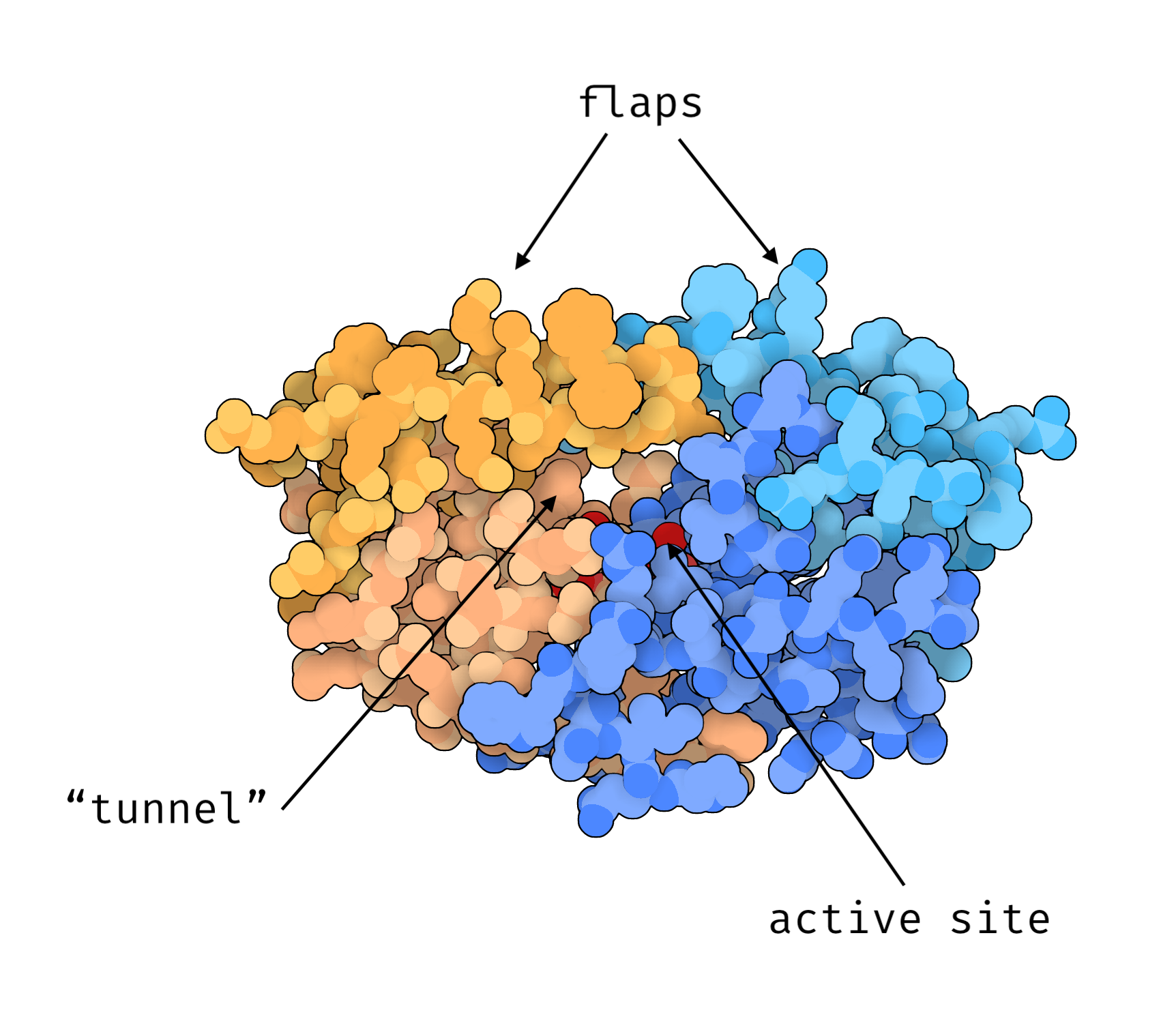 **3D structure of HIV-1 Protease.**  
The two identical chains are colored in orange and blue shades respectively. The flexible flaps form the the "roof" of a tunnel, at the bottom of which is the active site: 2 Asp residues, one on each chain. The 3D visualization was produced with Illustrate [@goodsellIllustrateSoftwareBiomolecular2019] using the [2p3b](https://www.rcsb.org/structure/2P3B) PDB structure.