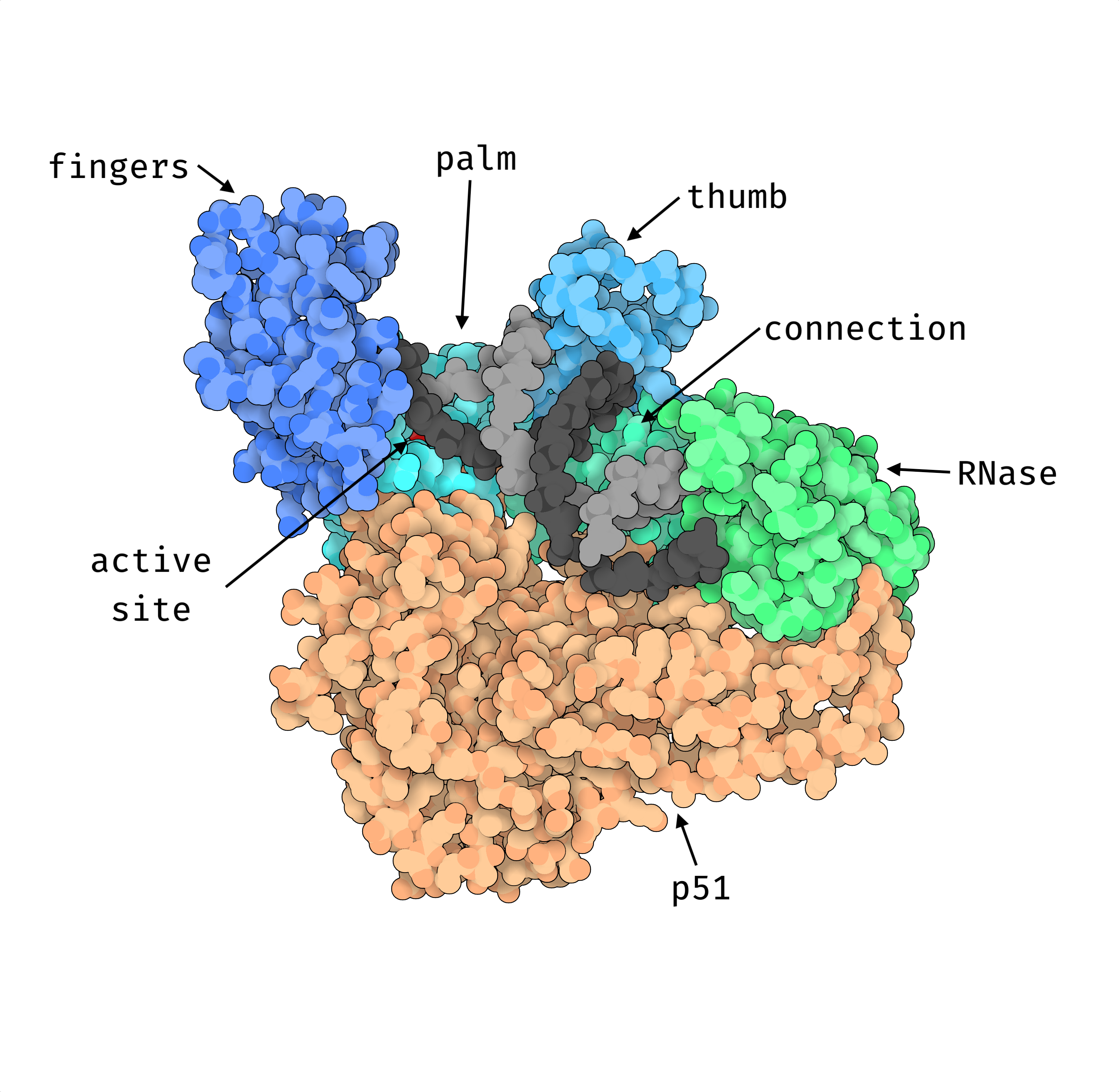 **3D structure of HIV-1 Reverse-transcriptase.**  
The different domains of the p66 subunit are labeled and shown in different shades of blue and green. The structural p51 subunit is shown in orange. The RNA template is shown in dark gray and the newly synthesized DNA strand in light gray. The polymerase active site is shown in red, although mostly hidden by the RNA template. The 3D visualization was produced with Illustrate [@goodsellIllustrateSoftwareBiomolecular2019] using the [2hmi](https://www.rcsb.org/structure/2HMI) PDB structure.