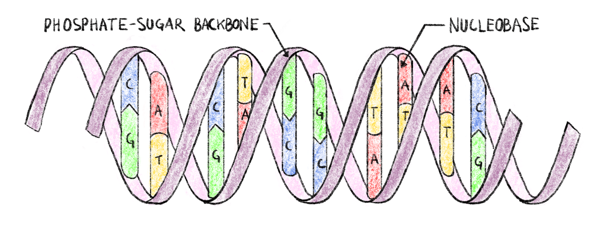 **Double-helix structure of DNA.**  
Each strand of DNA has a phosphate-sugar backbone on which are attached nucleobases. The two strands are linked by complementary bonds between the nucleobases of different strands (A bonding with T and C bonding with G), encoding the same information of both strands.