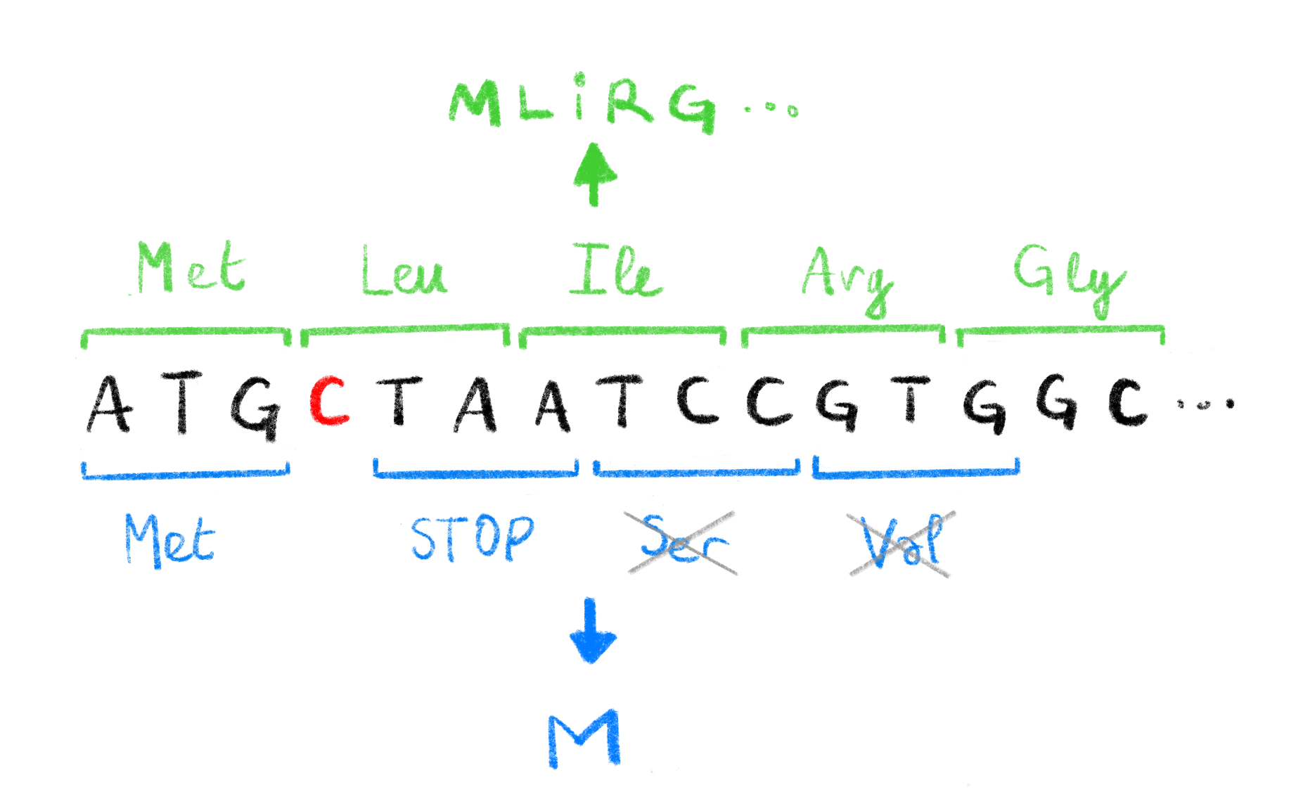 **Effect of frameshift mutations.**  
The deletion of a single C (highlighted in red) in the original DNA sequence leads to a change in the codons read during translation. The original codons (shown in green, with corresponding amino acids, above the sequence) translate to a functional protein `MLIRG...`. The new codons caused by the deletion (shown in blue, with corresponding amino acids, below the sequence), induce a premature STOP codon leading to a non-functional protein `M`. The Serine and Valine codons are not translated due to the STOP codon. 
