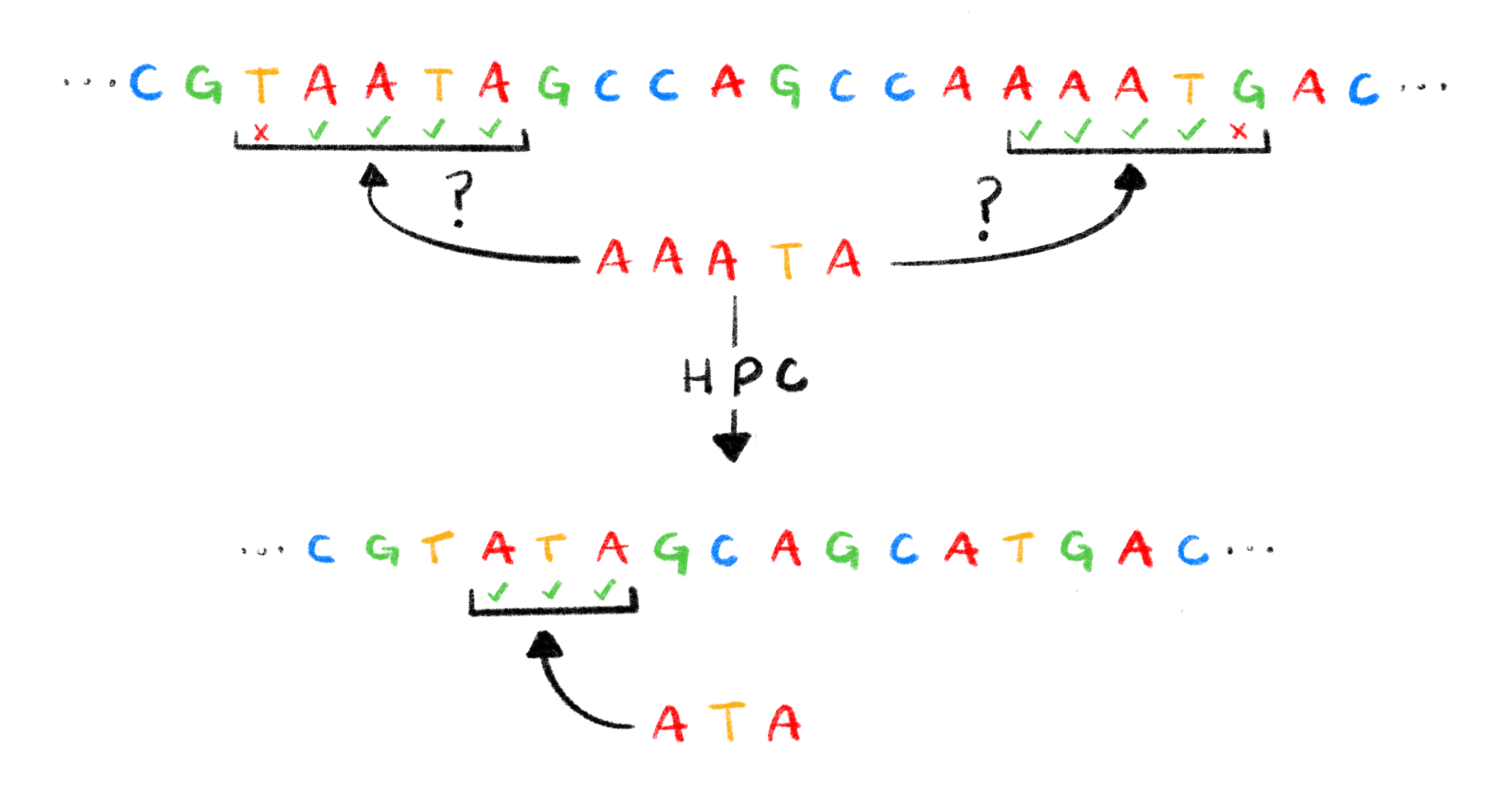 **Homopolymer compression can help resolve ambiguities due to sequencing errors.**  
A read with homopolymer related sequencing errors can be homologous to two different regions of the reference genome, with one discrepancy for each region. After applying HPC, this ambiguity is properly accounted for and the read is homologous to only one region. This figure, however, only shows one way homopolymers can be detrimental and others are possible^[Homopolymer indels can be harmful in opposite circumstances as well. Let us consider, for example, a read that should correspond to several repetitions of a conserved motif. Homopolymer indels can artificially resolve an ambiguity by making the read unique and prefer a specific repetition of the motif or entirely misplace the read.].
